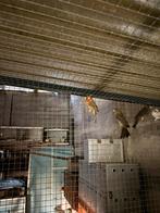 Mexicaanse roodmussen, Dieren en Toebehoren, Vogels | Duiven, Overige soorten