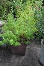 Citroen verbena in pot PB, Ophalen, Vaste plant, Overige soorten