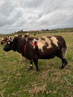 Baggerbonte ram, Mannelijk, Schaap, 3 tot 5 jaar