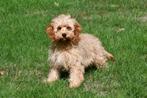 Cavapoo pups te koop, Dieren en Toebehoren, 15 weken tot 1 jaar, Buitenland, CDV (hondenziekte), Meerdere