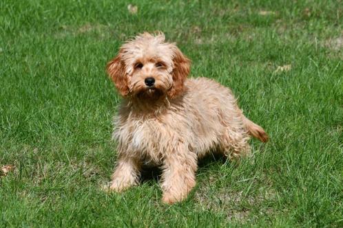 Cavapoo pups te koop, Dieren en Toebehoren, Honden | Chihuahua's en Gezelschapshonden, Reu, Overige rassen, Fokker | Professioneel