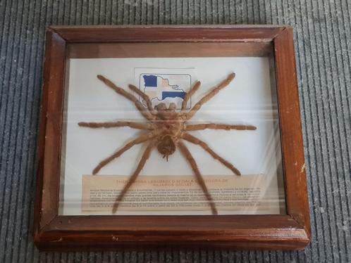 Curiosity 'Giant Birdeater Spider' Dominican 1970, Verzamelen, Dierenverzamelingen, Gebruikt, Opgezet dier, Insect, Ophalen of Verzenden