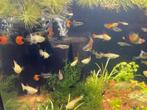 Vrouwtjes guppy's, Dieren en Toebehoren, Vis, Zoetwatervis, Schoolvis