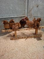 Ukkelse Baardkriel, Dieren en Toebehoren, Pluimvee, Meerdere dieren, Kip