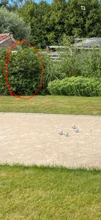 Vijgenstruik, Tuin en Terras, Planten | Fruitbomen, Ophalen, Zomer