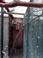 koppel halsbandparkieten, Dieren en Toebehoren, Geringd