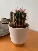 Cactus met bloempot, Huis en Inrichting, Kamerplanten, Ophalen