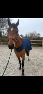 Longeer of stapmolen deken Kentucky, Enlèvement ou Envoi, Comme neuf, Couverture