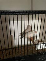 TE KOOP: Zebravinken 2025, Dieren en Toebehoren