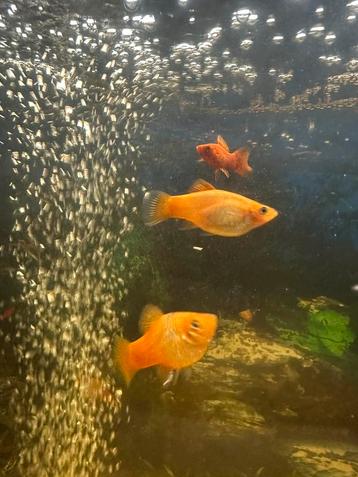 3 femelles + 1 mâle Platy cherchent une nouvelle famille disponible aux enchères