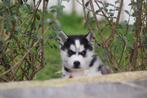 Siberische Husky pups - Belgisch Erkend Husky fokker, Dieren en Toebehoren, Honden | Poolhonden, Keeshonden en Oertypen, Meerdere