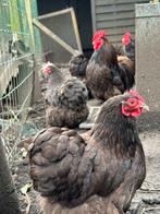 Broedeieren cochin choco, Dieren en Toebehoren