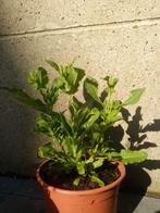 Salvia nemorosa wit, Enlèvement, Plante fixe