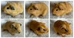 beertje California, Cavia, Mannelijk, Juli, Tam
