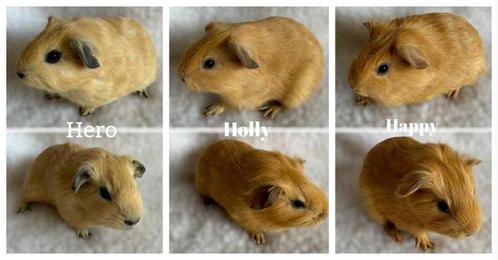 beertje California, Dieren en Toebehoren, Knaagdieren, Mannelijk, Cavia, Juli, Tam