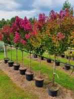 Lagerstroemia indica purple Star  / grote volle bomen ‼️‼️, Ophalen