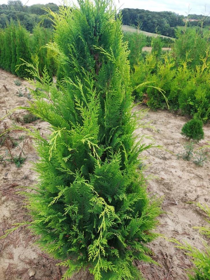 Conifeer/spar Chamaecyparis stardust (haagplant), Tuin en Terras, Planten | Struiken en Hagen, Haag, Conifeer, Minder dan 100 cm