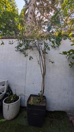 kersenboom, Ophalen, In pot