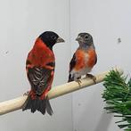 Gezocht: onverwant koppel kapoetsensijs van 2025, Dieren en Toebehoren, Vogels | Overige Vogels