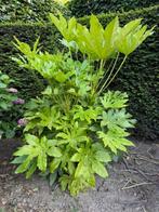 Fatsia Japonica, Tuin en Terras, Vaste plant, Bloeit niet, Halfschaduw, Ophalen