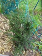 taxus struik, Tuin en Terras, Ophalen, Taxus, Struik