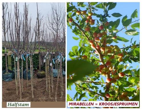 SUPER PROMOTION! TRÈS GROS PRUNEAUX MIRABELLES DEMI-TIGE 15€, Jardin & Terrasse, Plantes | Jardin, Plante fixe, Plantes fruitières