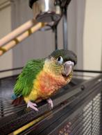 Baby pyrrhura niet tam, Dieren en Toebehoren, Vogels | Parkieten en Papegaaien, Meerdere dieren, Papegaai, Geringd