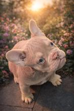 Franse bulldog pup (laatste teefje), Dieren en Toebehoren, België, Fokker | Hobbymatig, 8 tot 15 weken, Teef
