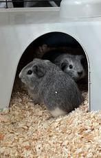 2 caviaatjes, Dieren en Toebehoren, Knaagdieren, Mannelijk, Cavia