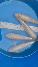 Chagoi van Marusei. ALLEEN DEZE WEEK nog, 4 voor 200€, Dieren en Toebehoren, Vissen | Vijvervissen, Karper of Koi