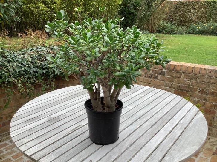 Vetplant (3), Huis en Inrichting, Kamerplanten, Vetplant, Minder dan 100 cm, Groene kamerplant, Halfschaduw, In pot, Ophalen