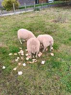 schapen swiffert, Dieren en Toebehoren, Schapen, Geiten en Varkens, Meerdere dieren, Schaap, 0 tot 2 jaar