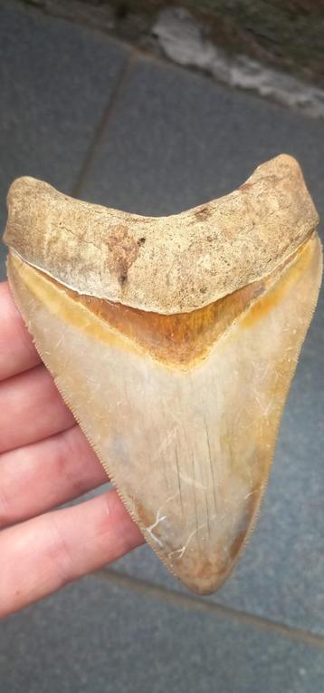 Mooie fossiele Megalodon haaientand beschikbaar voor biedingen