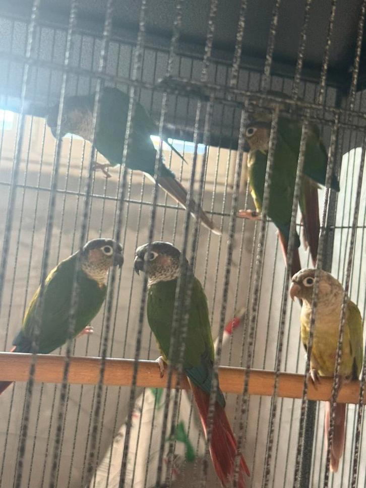 pyrruhas met documenten en zonder, Dieren en Toebehoren, Vogels | Overige Vogels, Tam