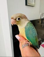 Conure eam, Dieren en Toebehoren, Ophalen