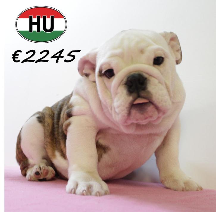 Engelse Bulldog pup teefje (gestroomd-wit) te koop, Dieren en Toebehoren, Honden | Bulldogs, Pinschers en Molossers, Teef, Bulldog