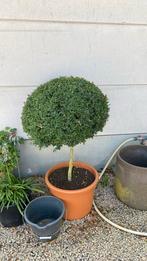 Buxus, Ophalen