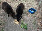 Soay schapen, Dieren en Toebehoren, Schapen, Geiten en Varkens, Meerdere dieren, Schaap, 0 tot 2 jaar