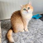 Britse korthaar poes, Poes, Gechipt, 3 tot 5 jaar
