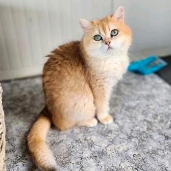 Britse korthaar poes, Dieren en Toebehoren, Katten en Kittens | Raskatten | Korthaar, Poes, 3 tot 5 jaar, Met stamboom, Gechipt