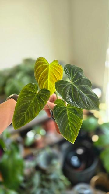 Philodendron Splendid beschikbaar voor biedingen