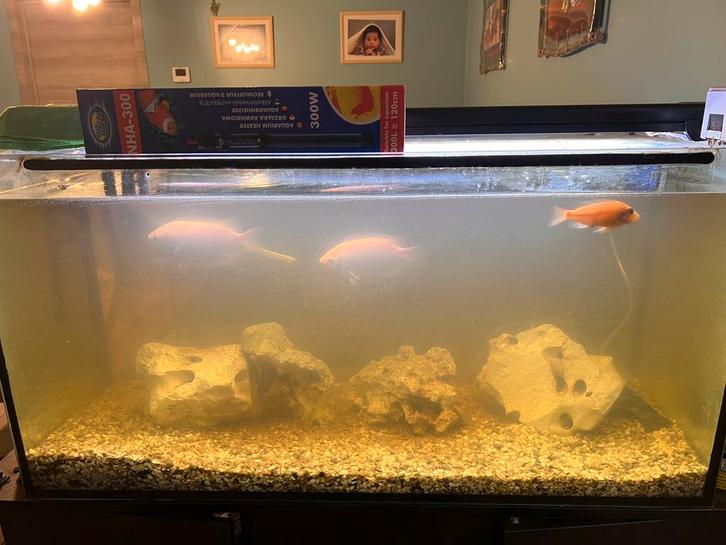 Aquarium et accessoires, Animaux & Accessoires, Reptiles & Amphibiens | Accessoires, Utilisé, Autres types, Enlèvement