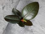 Petit ficus elastica, Ficus, Ophalen of Verzenden