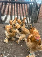 Jonge brahma tt hennen/hanen, Dieren en Toebehoren, Meerdere dieren, Kip
