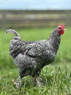 Mechelse koekoek haan 6 maand, Dieren en Toebehoren, Pluimvee