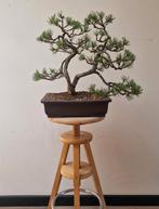 Gezonde prachtige Bonzai pinus mugo - 17 jaar, Overige soorten, Minder dan 100 cm, Ophalen, Volle zon