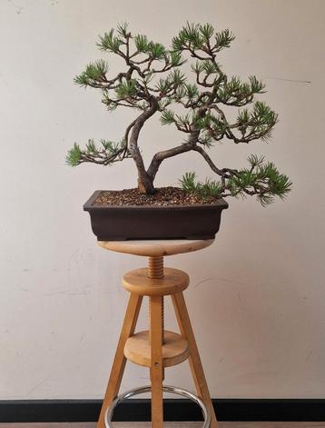 Gezonde potentiële Bonzai pinus mugo - 17 jaar beschikbaar voor biedingen