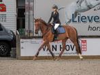 Dresuurpaard/ recreatie paard te koop, Dieren en Toebehoren, Merrie, Springpaard