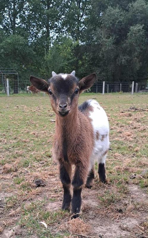 dwerggeit bokje, Dieren en Toebehoren, Schapen, Geiten en Varkens, Geit, Mannelijk, 0 tot 2 jaar