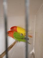Koppel rosei collis, Dieren en Toebehoren